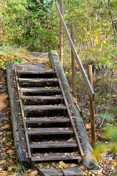 Escaleras de madera en el sendero en bosque de otoño —  Fotos de Stock