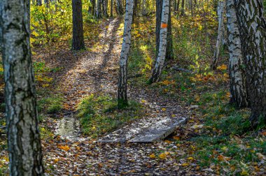 Sonbahar ormanlarında turuncu izler var.