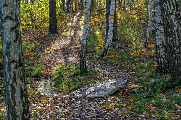 Sonbahar ormanlarında turuncu izler var.