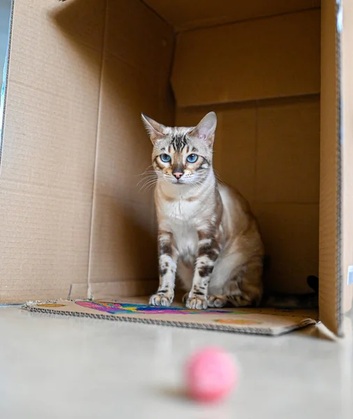 Милый бенгальский котенок сидит внутри картонной коробки — стоковое фото