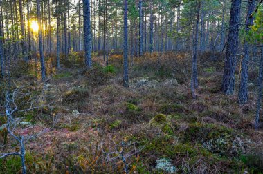 Güzel bataklıktaki çam ağaçlarının arasından ışık.