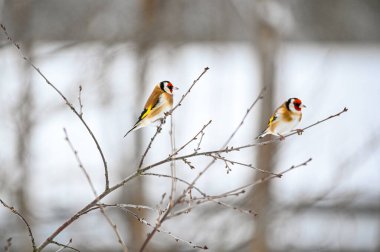 two european goldfinches sitting in tree in garden