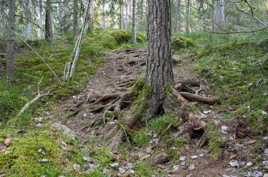 Bir sürü kökü olan engebeli bir arazi.