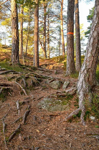 Unwegsames Waldgelände mit Felsen und Wurzeln — Stockfoto