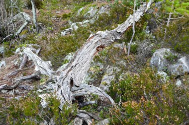 Gri kuru odun, doğa koruma alanında yatıyor.