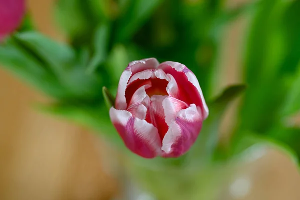 Gros plan de belles tulipes en bouquet — Photo