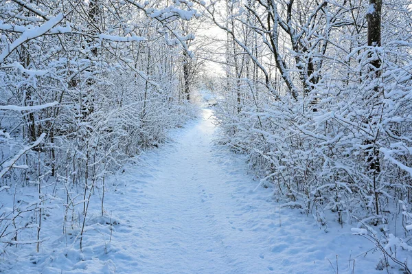 Narrow trail through winter woodland in februrary 2022 — Stock Photo, Image