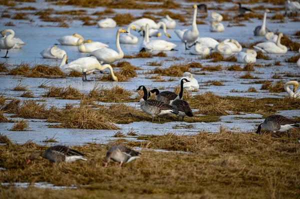 Vogels spotten in Tysslingen Zweden met Whooper Swans — Stockfoto