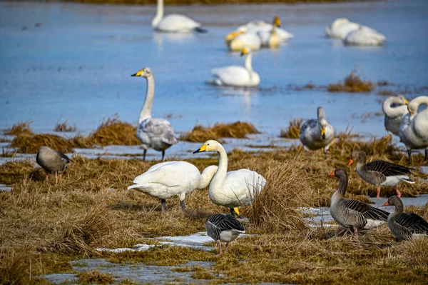 Наблюдение за птицами в Tysslingen Sweden с помощью Whooper Swans — стоковое фото