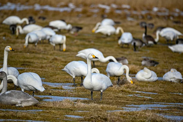 Vogels spotten in Tysslingen Zweden met Whooper Swans — Stockfoto