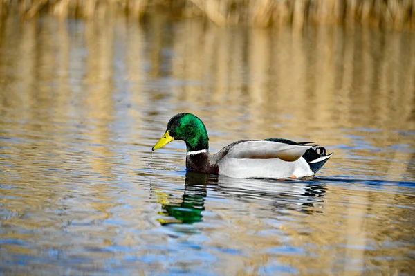 在池塘里的绿色游泳中发光的雄性野鸭 — 图库照片