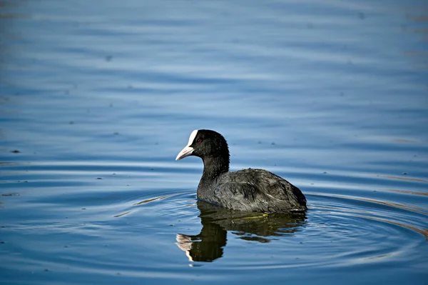 Um galo solitário nadando em torno de pequena lagoa — Fotografia de Stock