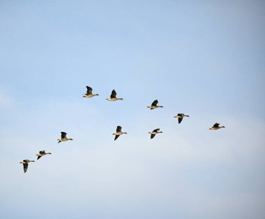 İsveç üzerinde uçuşan birkaç fasulye kazı.