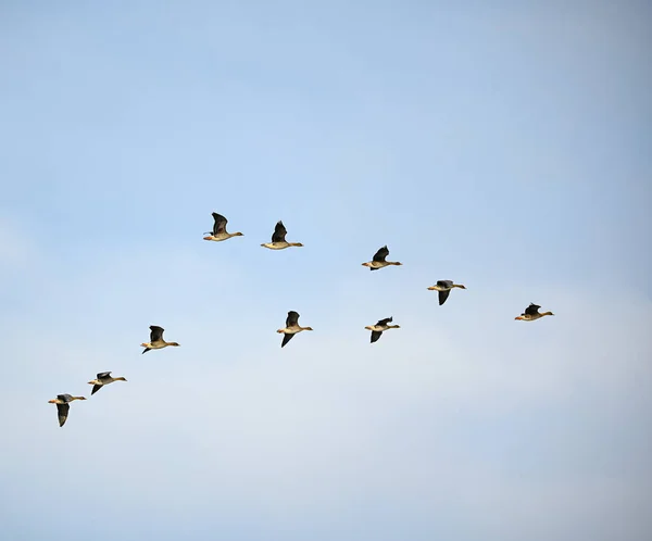 Несколько бобовых гусей летят в строю над Швецией — стоковое фото