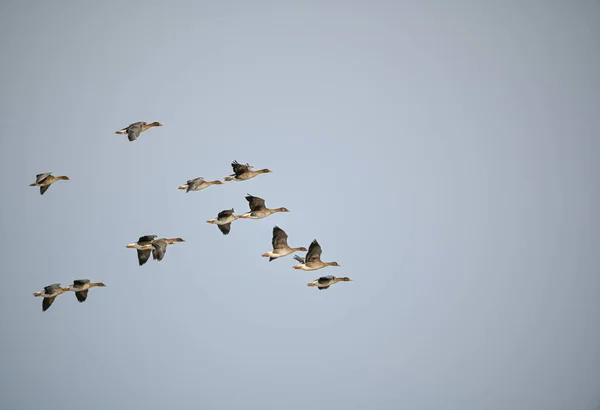 Несколько бобовых гусей летят в строю над Швецией — стоковое фото