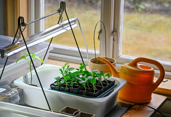 Pre cultivating plants indoors in april Sweden — Photo