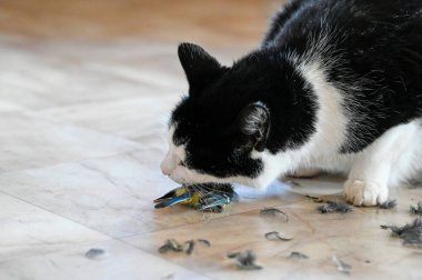 Evcil kedi plastik zeminde küçük bir kuşu yiyor.