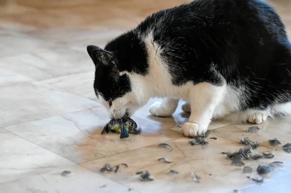 Evcil kedi plastik zeminde küçük bir kuşu yiyor.