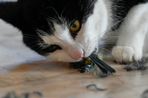 Domestic cat eating small bird on plastic floor indoors — ストック写真