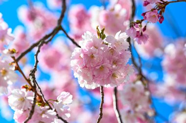 29 Nisan 2022 'de baharda kiraz çiçekleri açar.