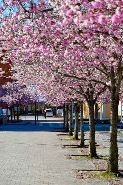 Row of cerise cherry trees in Kumla Center april 29 2022 — Fotografia de Stock