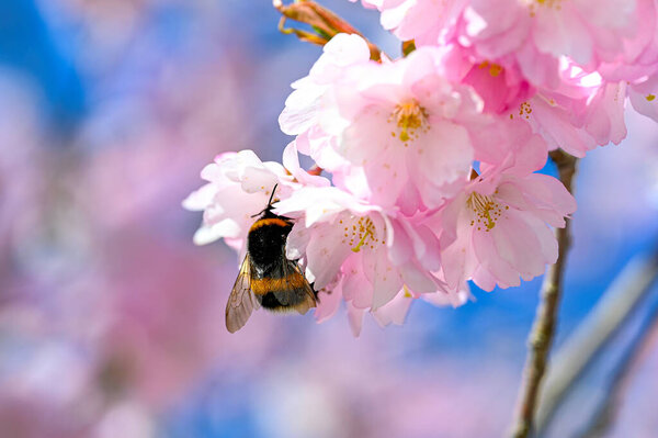 bumblebee in cerise cherry blossom april 29 2022 Kumla Sweden
