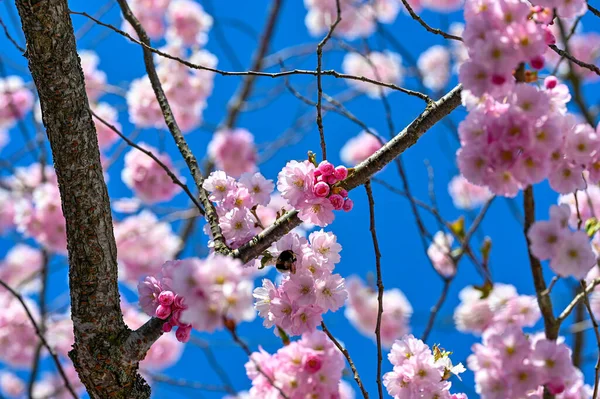 29 Nisan 2022 'de baharda kiraz çiçekleri açar.