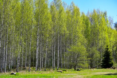 Yeşil tarla ve açık yeşil genç huş ağacı ormanı