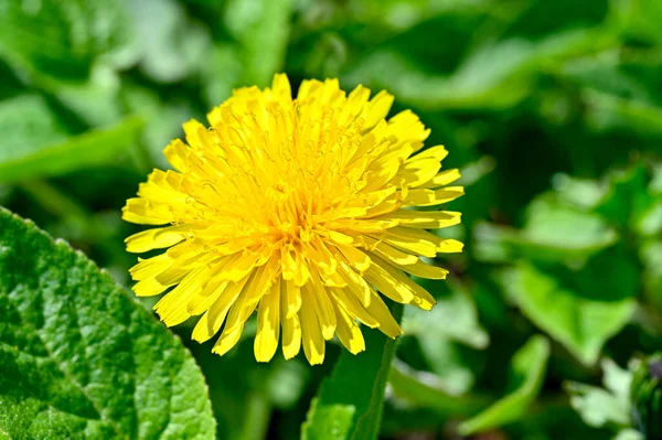 Closeup of bright yellow dandelion a sunny springday — Stock Photo, Image