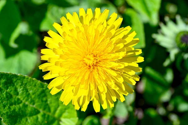 Closeup of bright yellow dandelion a sunny springday — Stock Photo, Image