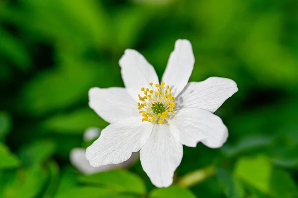 Closeup and focus on white wood anemone in forest — Foto de Stock