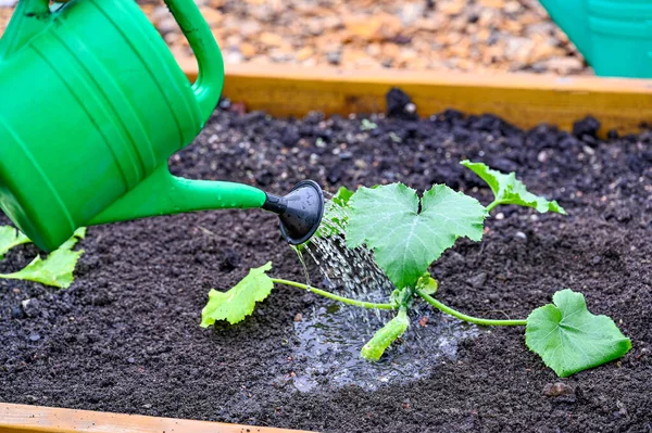 Arrosage peut arroser la courge dans une boîte de culture — Photo