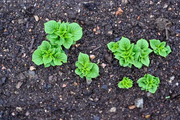 Kleine nieuwe aardappelplanten in donkere fijne grond — Stockfoto