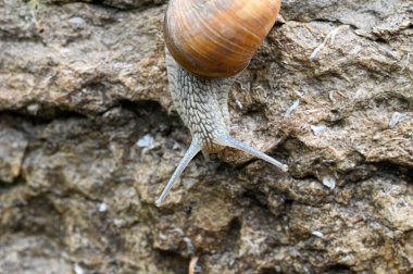 Büyük taşın üzerinde küçük bir Romalı salyangozun yakın çekimi