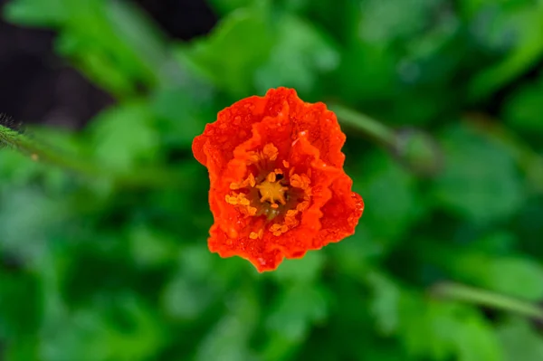 Closeup of beautiful orange ice poppy in garden — Stock Photo, Image
