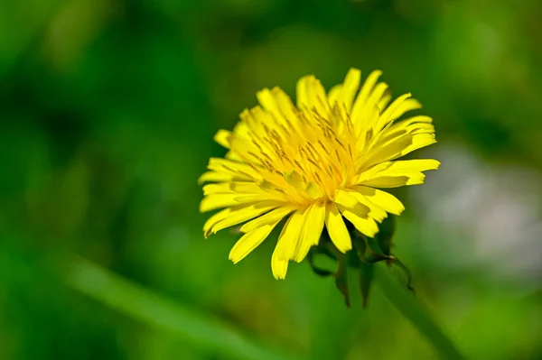Closeup of yellow dandelion in green grass — Stock Photo, Image