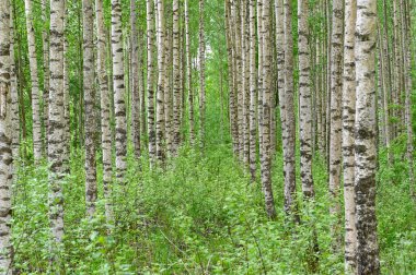 Bahar mevsimi huş ağacı Kumla İsveç 26 Mayıs 2022