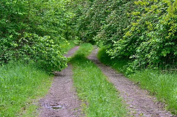 Camino Estrecho Través Del Bosque Verde Primavera Kumla Suecia Mayo — Foto de Stock