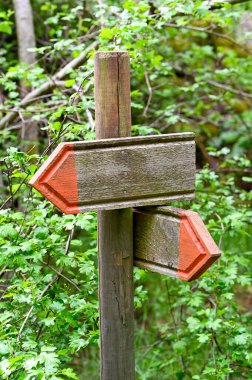 Ormandaki tahta okların turuncu izleri. Kumla İsveç 26 Mayıs 2022