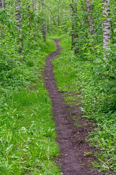 Estrecho Camino Recto Través Del Bosque Abedules Kumla Suecia Mayo — Foto de Stock