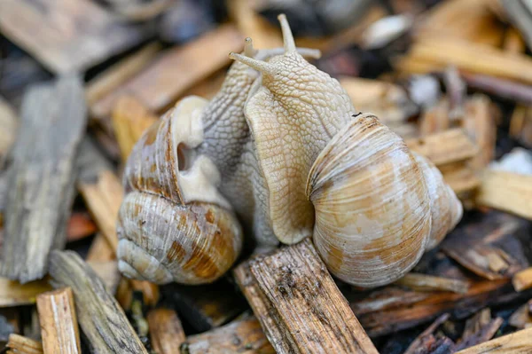 Dos Caracoles Romanos Maiting Gastropoda Helix Pomatia Kumla Suecia Mayo —  Fotos de Stock
