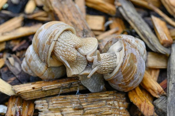 Dva Maiting Římští Hlemýždi Gastropoda Helix Pomatia Kumla Švédsko Května — Stock fotografie