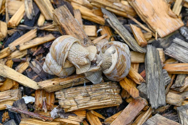 Dva Maiting Římští Hlemýždi Gastropoda Helix Pomatia Kumla Švédsko Května — Stock fotografie
