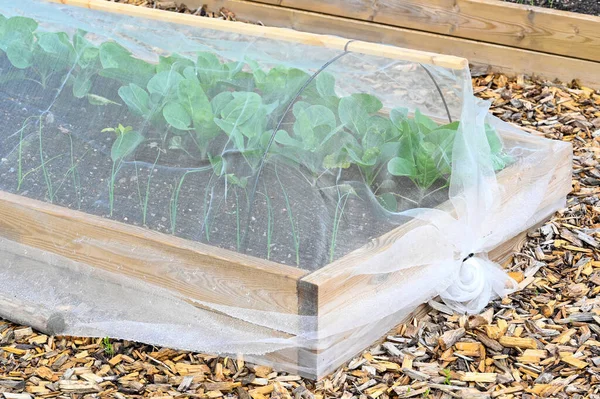 瑞典库姆拉花园种满卷心菜网的栽培箱可能在2022年5月28日 — 图库照片