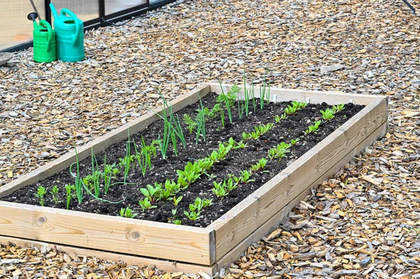 Boîte Culture Avec Oignon Autres Légumes Kumla Suède Mai 2022 — Photo