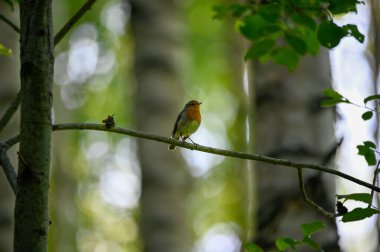 Koyu ormandaki küçük kırmızı bülbül Kumla İsveç 5 Haziran 2022