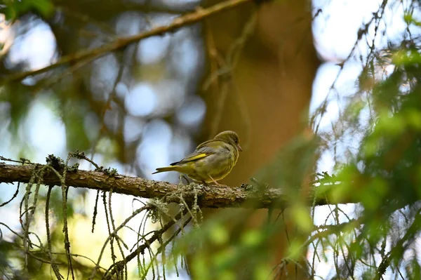 Petit Oiseau Vert Jaune Assis Sur Branche Dans Forêt Kumla — Photo