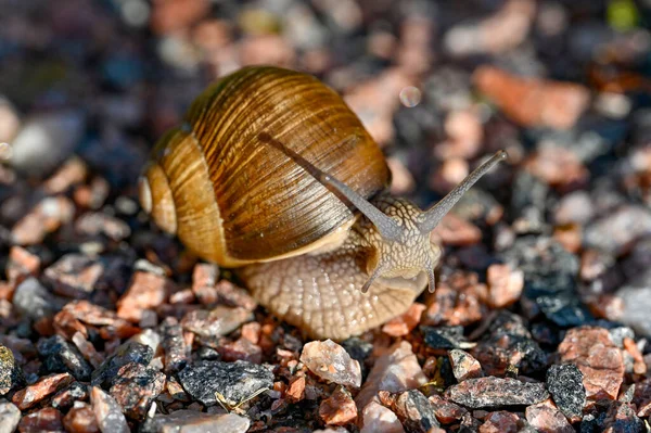 Roman Snail Helix Pomatia Out Gravel Road Sweden June 2022 — Stock Photo, Image
