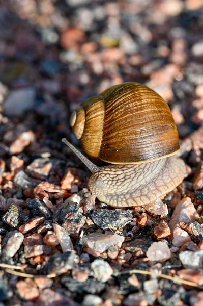 Roman Snail Helix Pomatia Out Gravel Road Sweden June 2022 — Stock Photo, Image