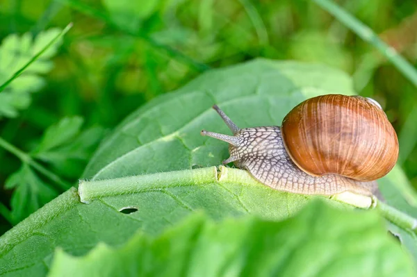 Římský Hlemýžď Helix Pomatia Večerní Procházce Švédské Zahradě Červen 2022 — Stock fotografie